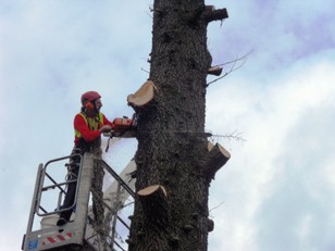 Abbattimento Cedro Devizi 062.JPG