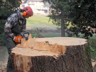 Abbattimento cedro viila Masnada 096.JPG