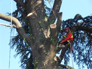 Cedri Burini 2 Samsu 005.JPG