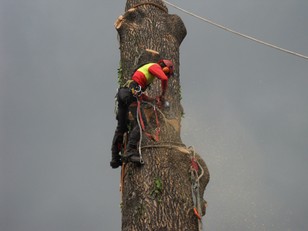 Cedri Burini 2 Samsu 050.JPG